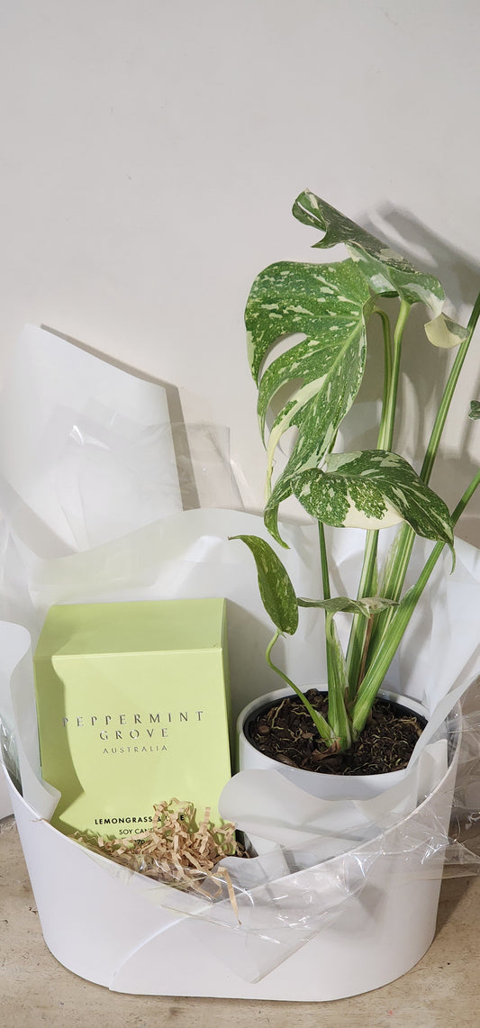 Candle & Plant Hamper