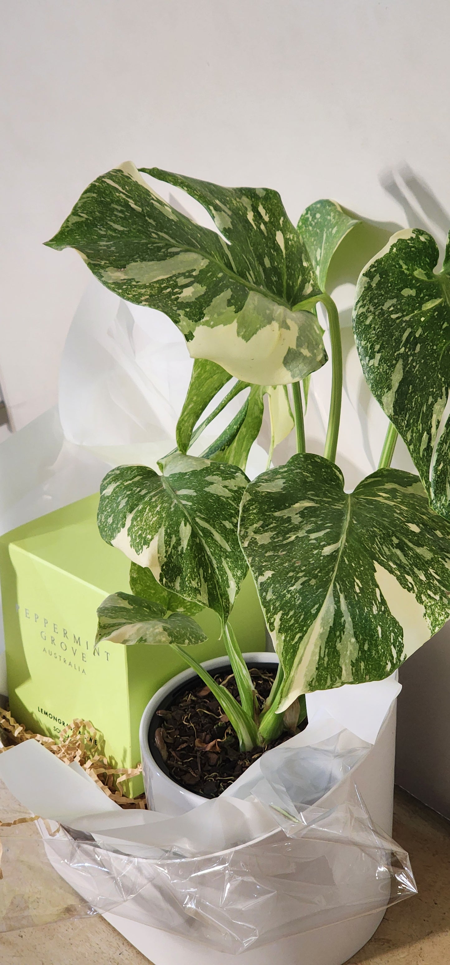 Candle & Plant Hamper