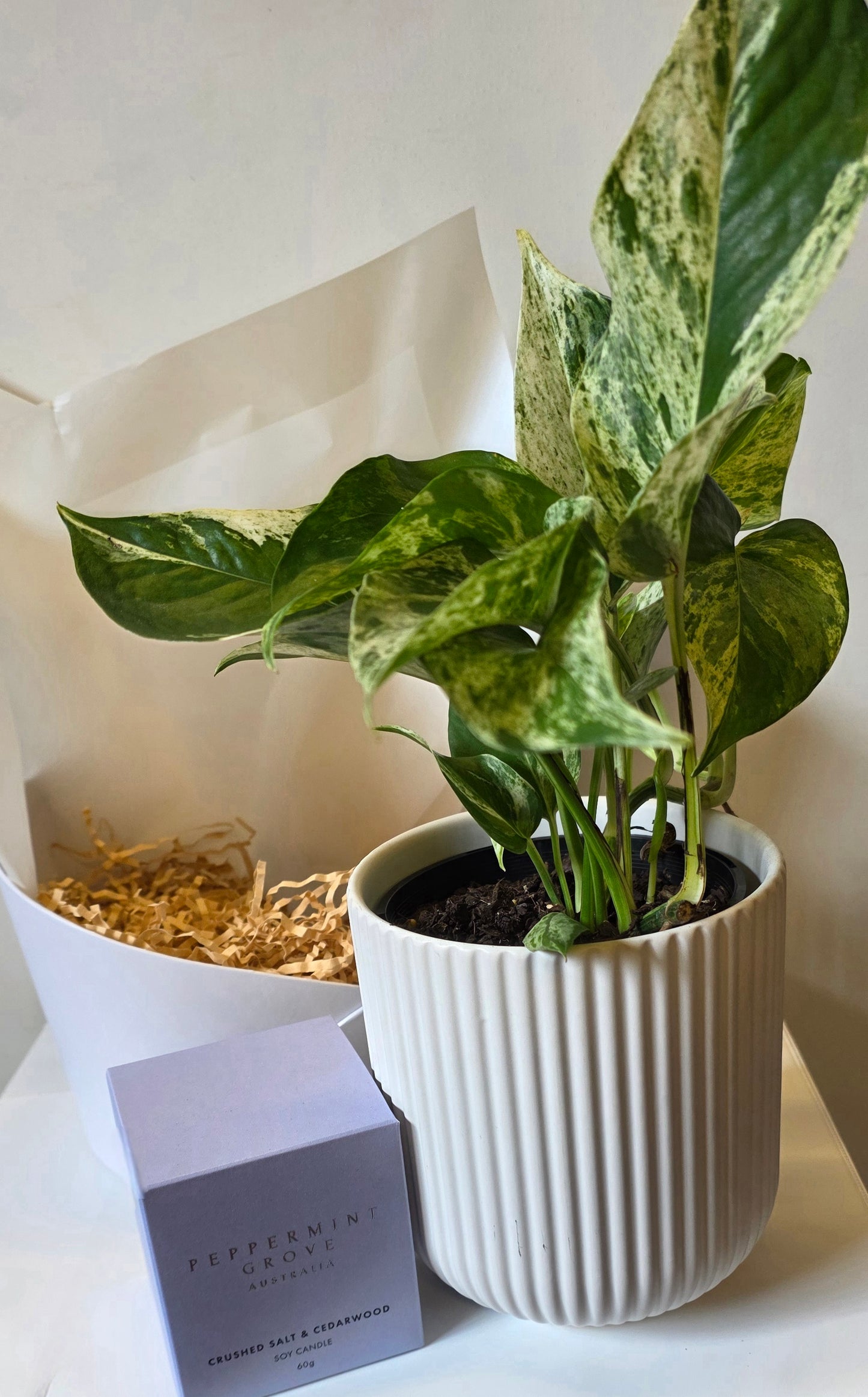 Leaf & Light Gift Set