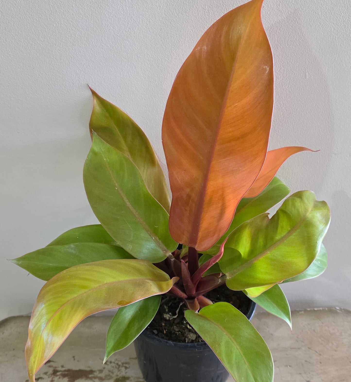 Philodendron Prince Of Orange Houseplant