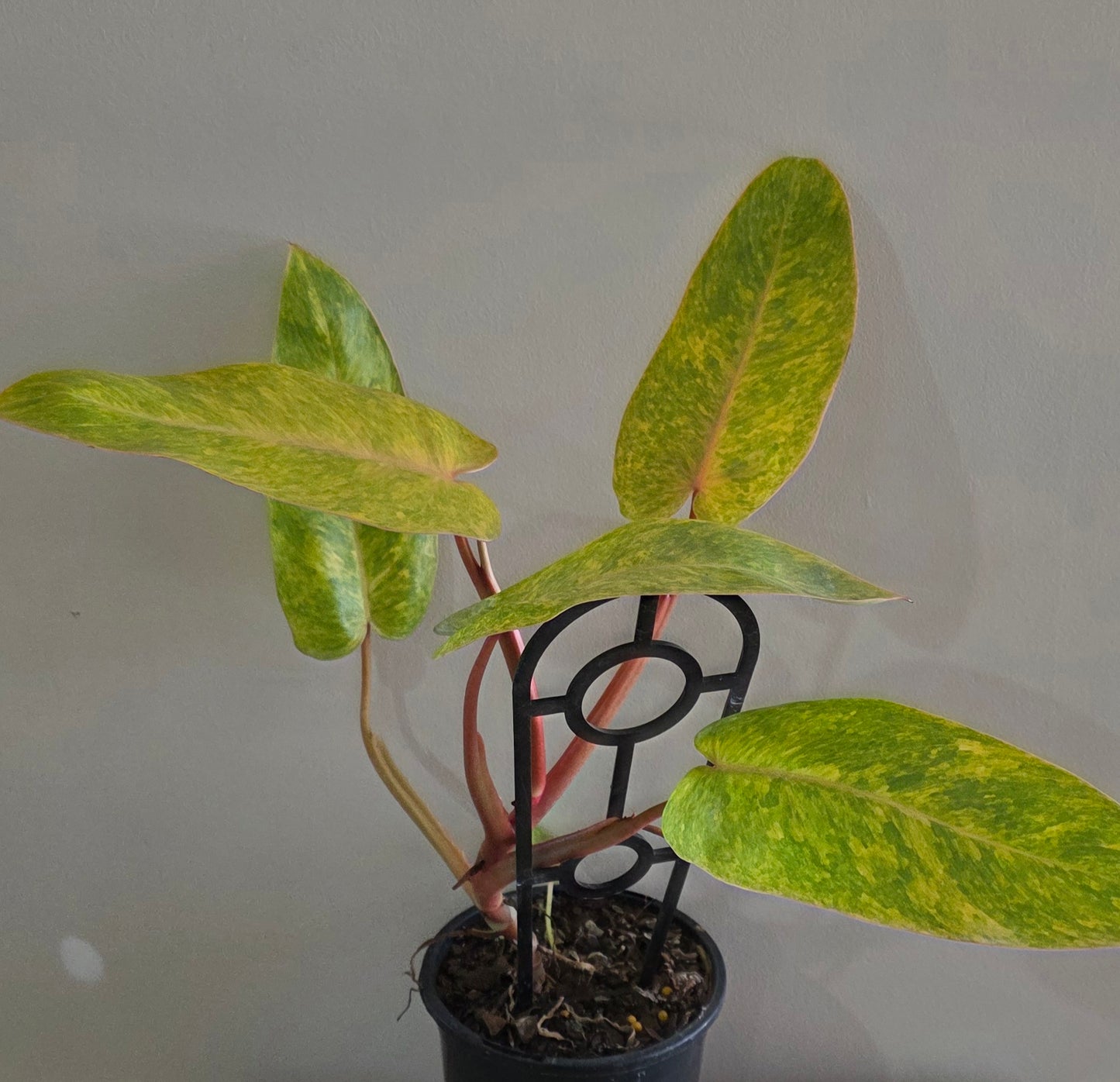 Philodendron Painted Lady