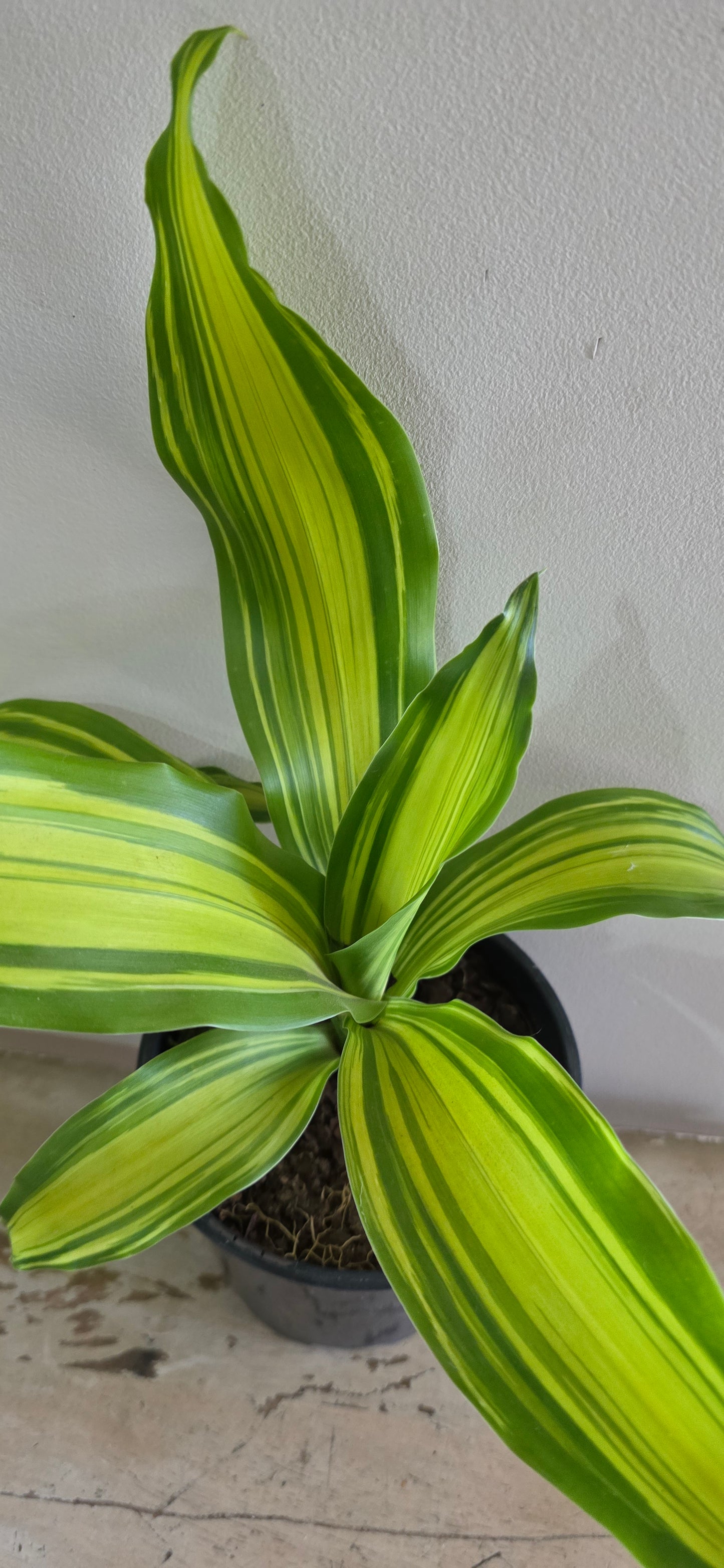 Dracaena Fragrans Marley