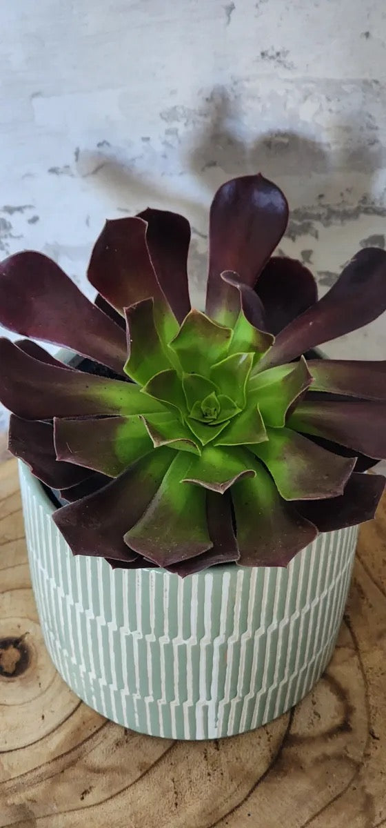 Aeonium Succulent Gift Pot