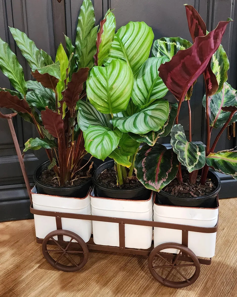 Cart Laden With Houseplants