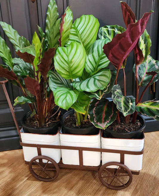 Cart Laden With Houseplants