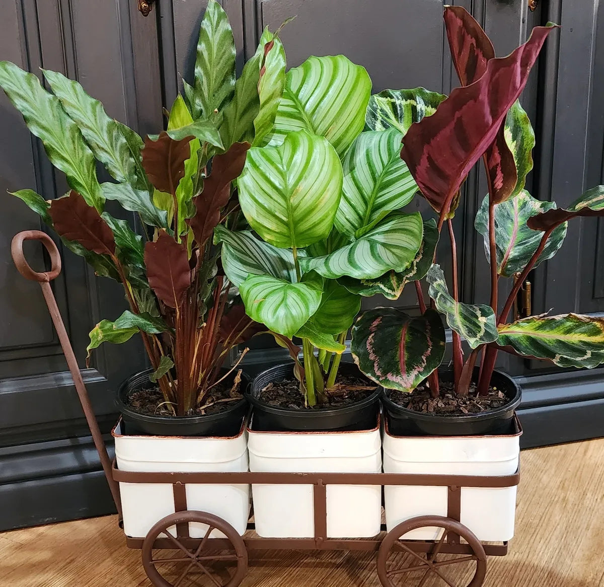Cart Laden With Houseplants