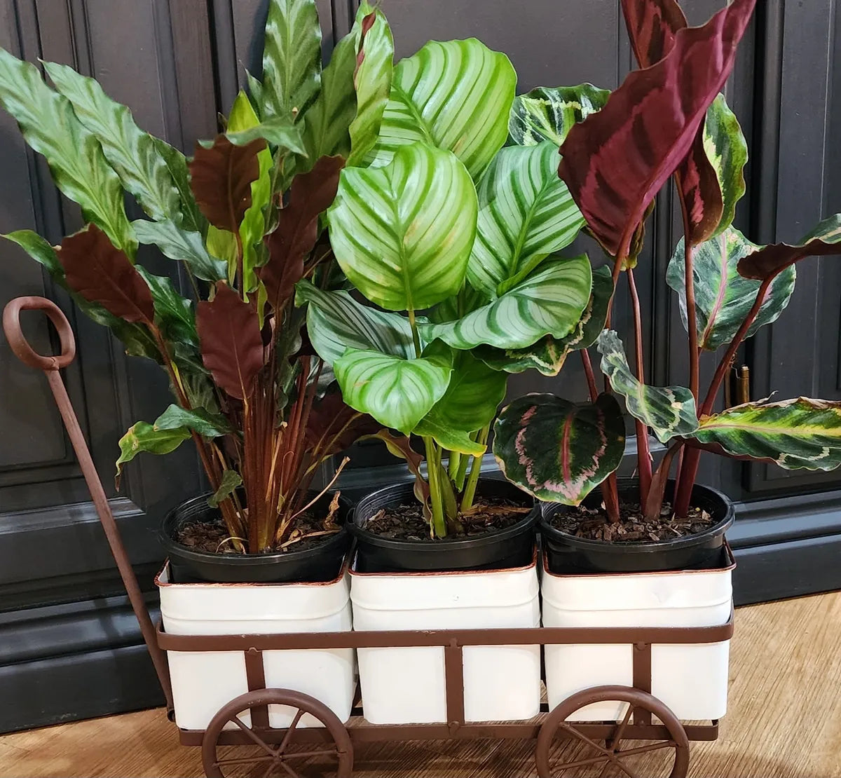 Cart Laden With Houseplants