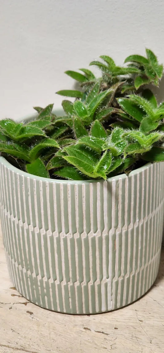 Cyanotis Somaliensis Plant Gift