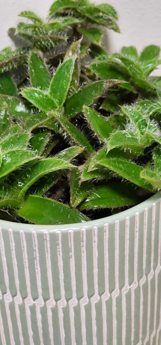 Cyanotis Somaliensis Plant Gift