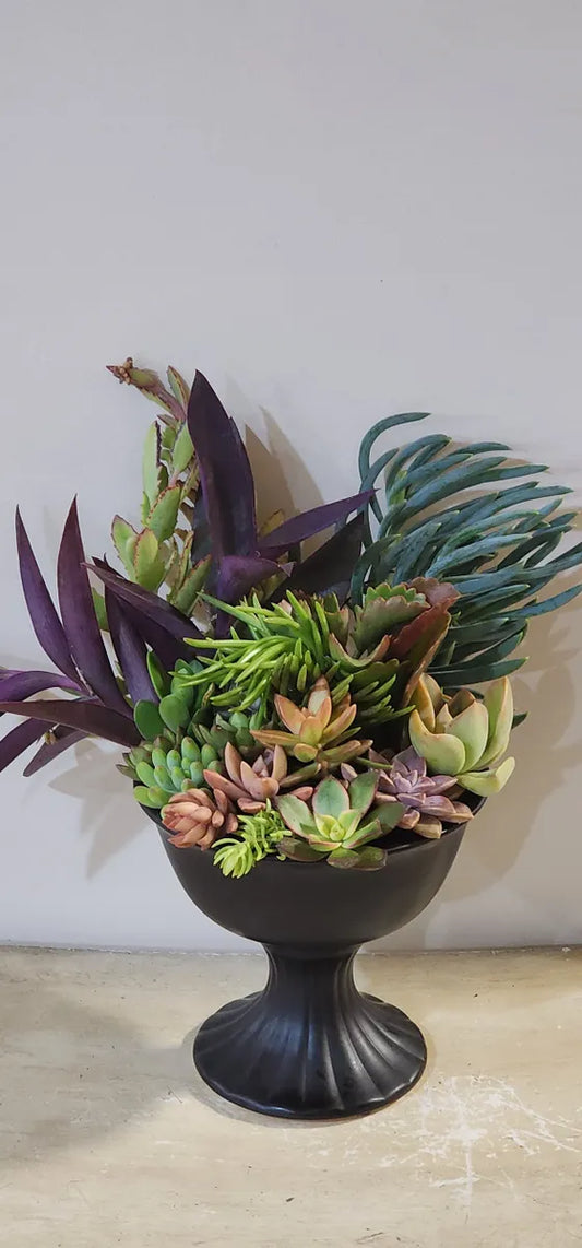 Gorgeous Small Urn Succulent Arrangement