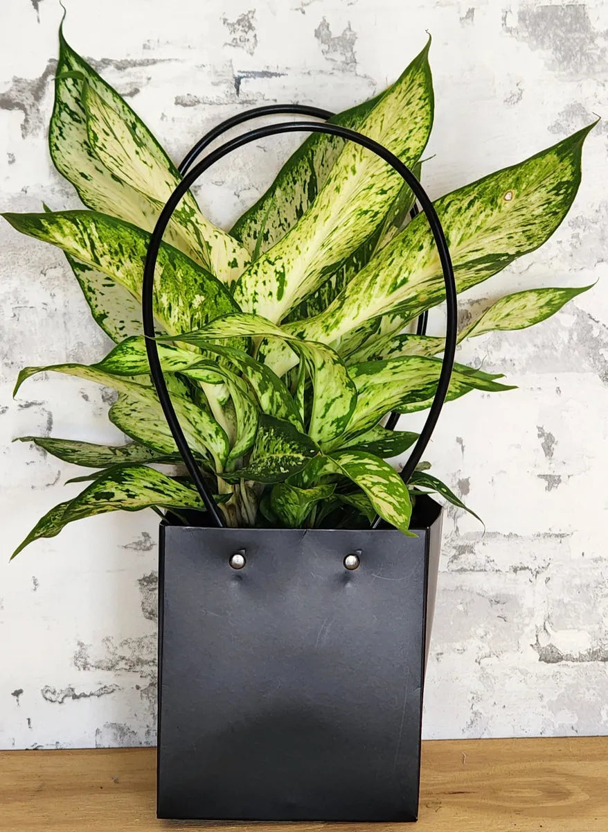 Houseplant Surprise Box