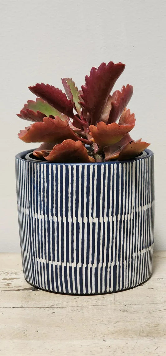 Kalanchoe Sexangularis Succulent Gift