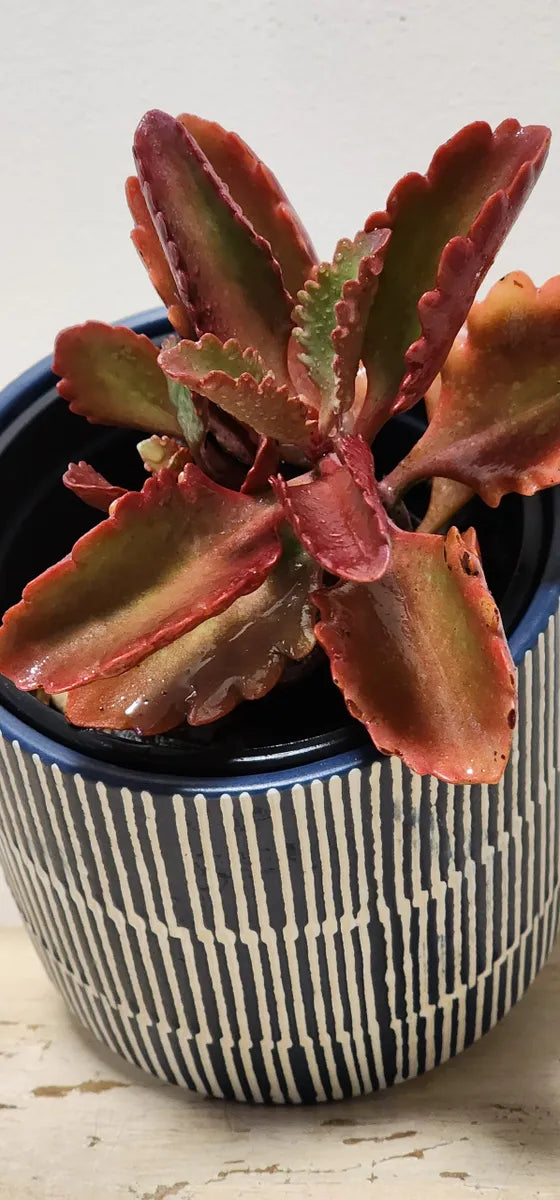 Kalanchoe Sexangularis Succulent Gift