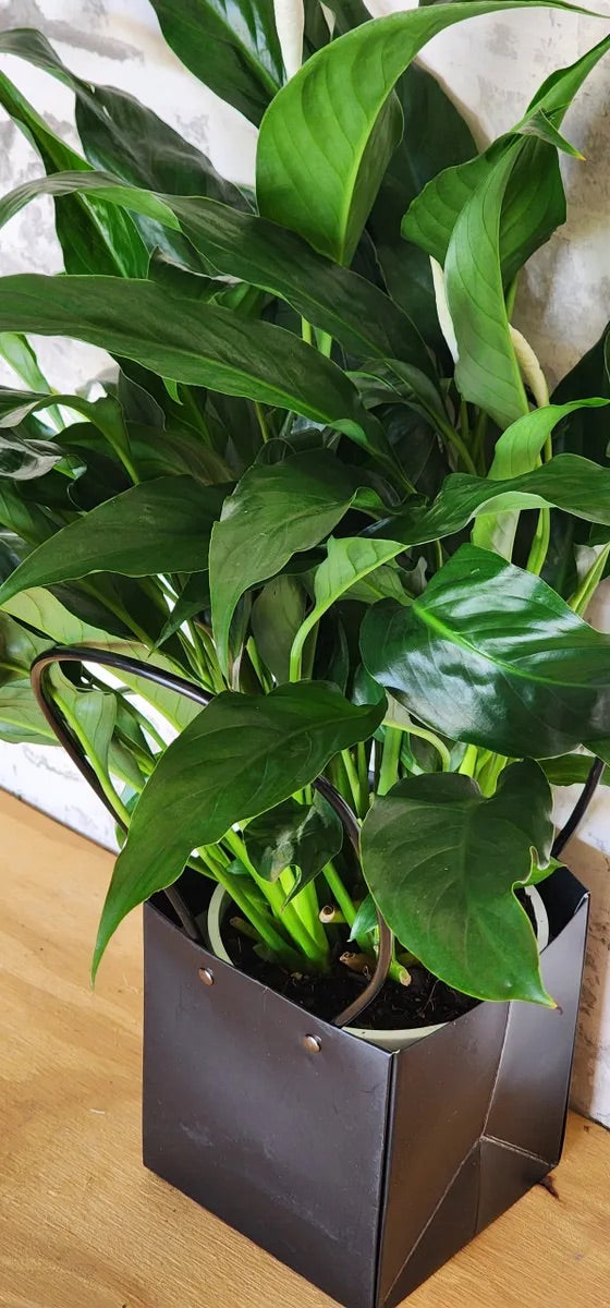 Peace Lily Houseplant in A Bag