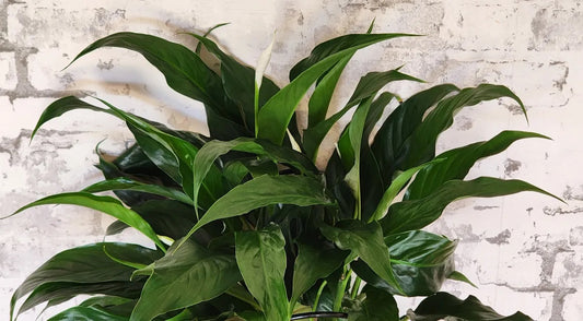 Peace Lily Houseplant in A Bag