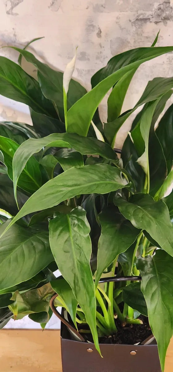 Peace Lily Houseplant in A Bag