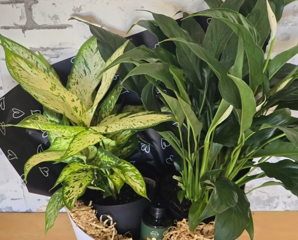 Plant Duo Hamper