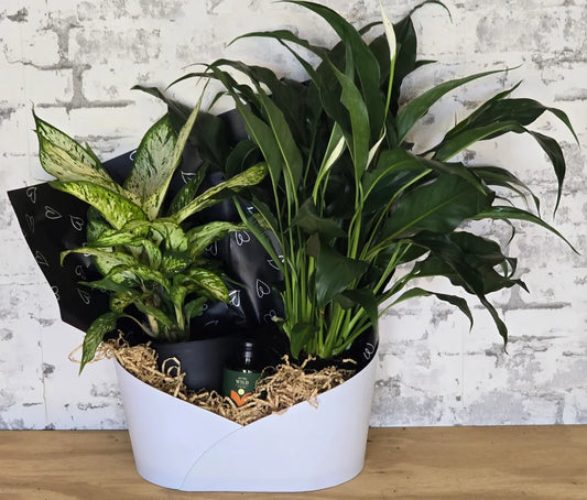 Plant Duo Hamper