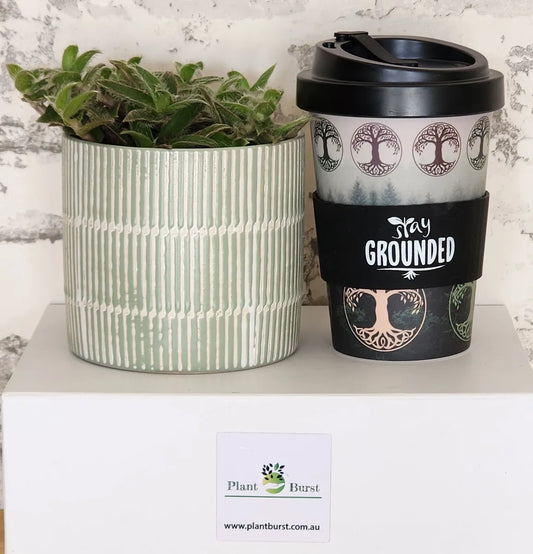 Plant & Coffee Cup Hamper
