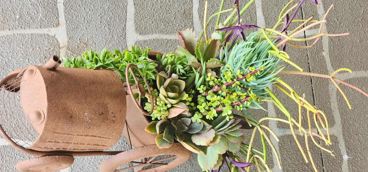 Rustic Tractor Succulent Arrangement