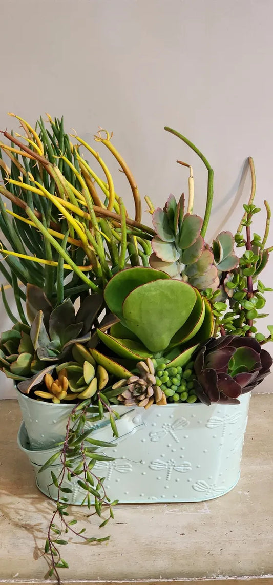 Stunning Potted Succulent Gifts