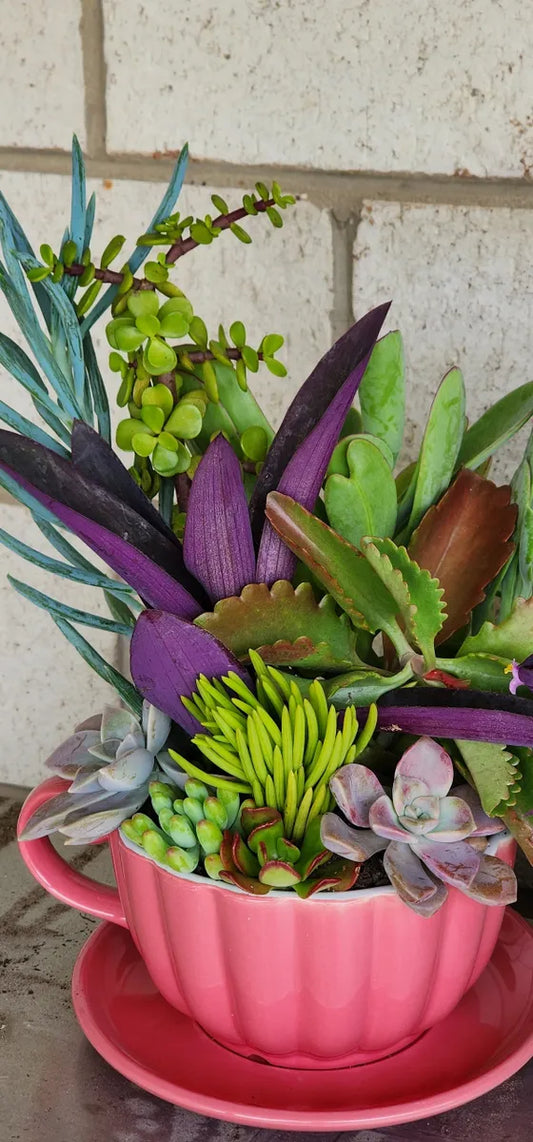 Teacup & Saucer Succulent Arrangement