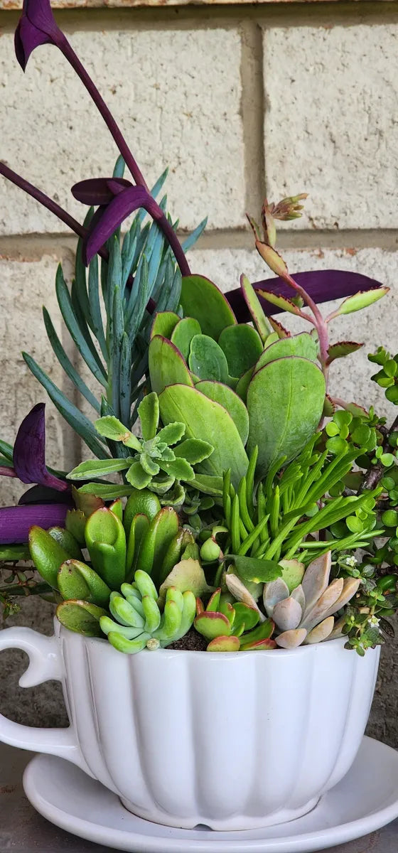 Teacup & Saucer Succulent Arrangement
