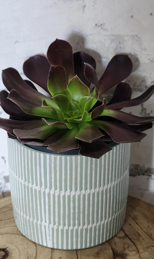 Aeonium Succulent Gift Pot