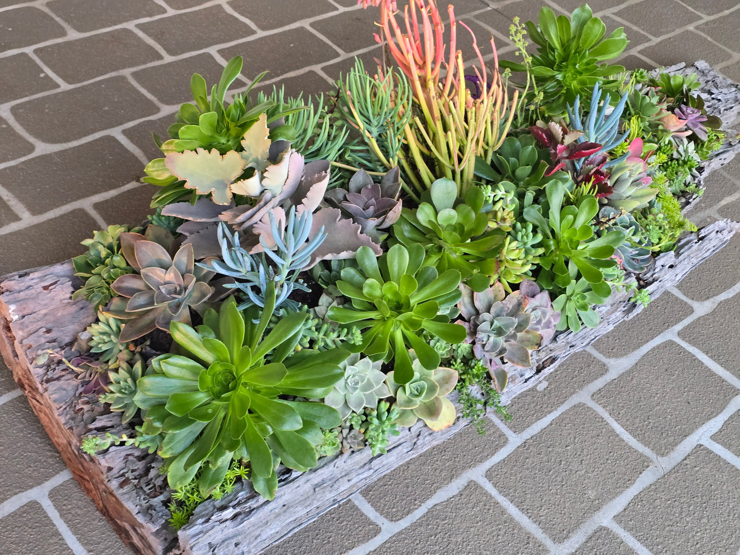 Win Me-Stunning Succulent Log Arrangement