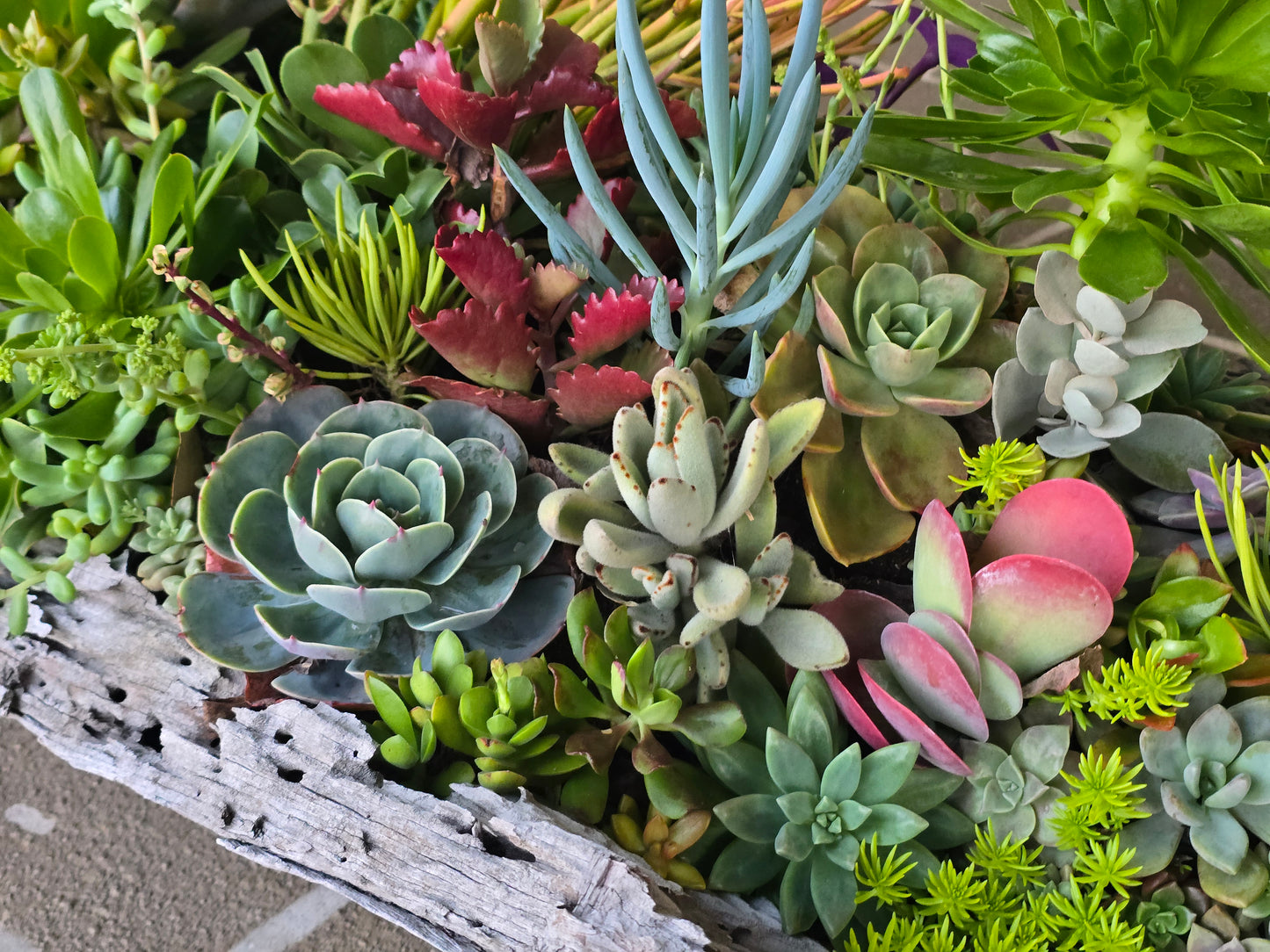 Win Me-Stunning Succulent Log Arrangement