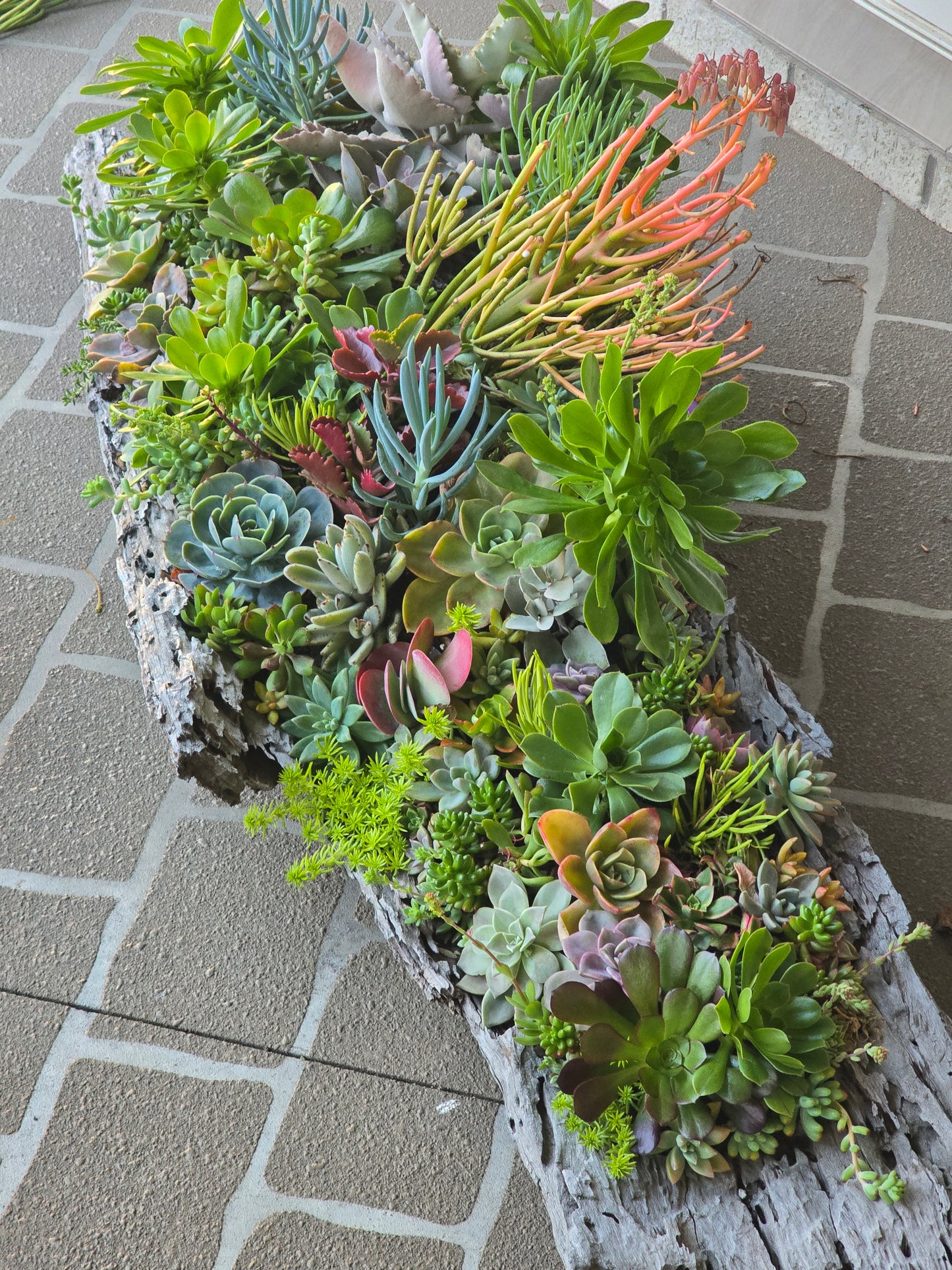 Win Me-Stunning Succulent Log Arrangement