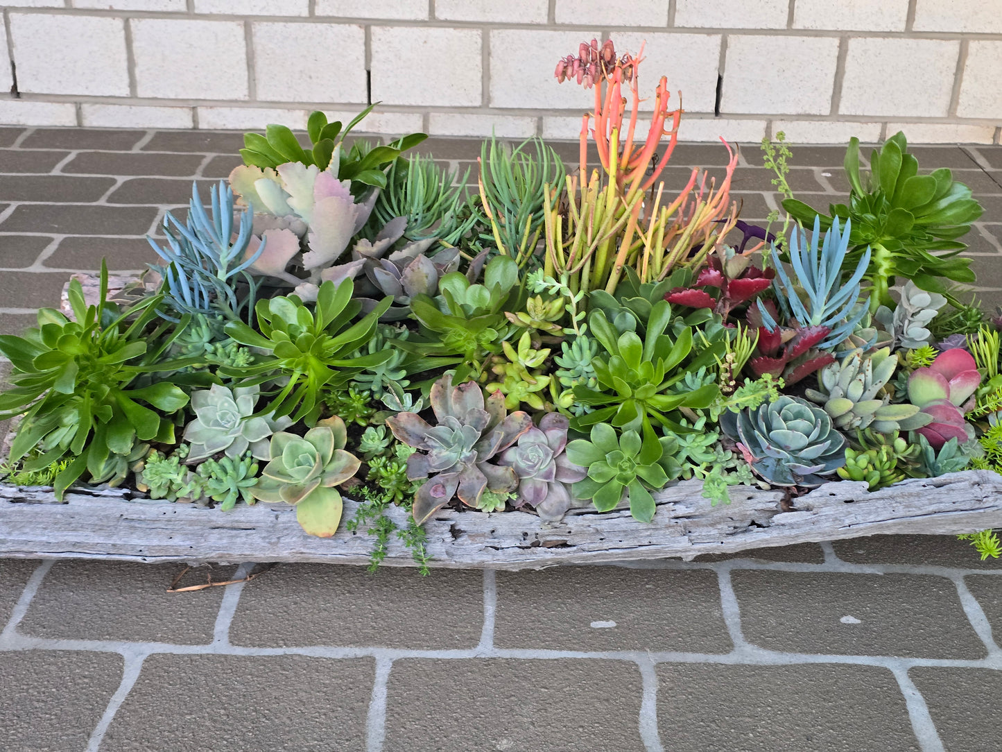 Win Me-Stunning Succulent Log Arrangement