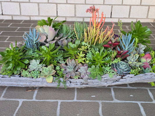 Win Me-Stunning Succulent Log Arrangement