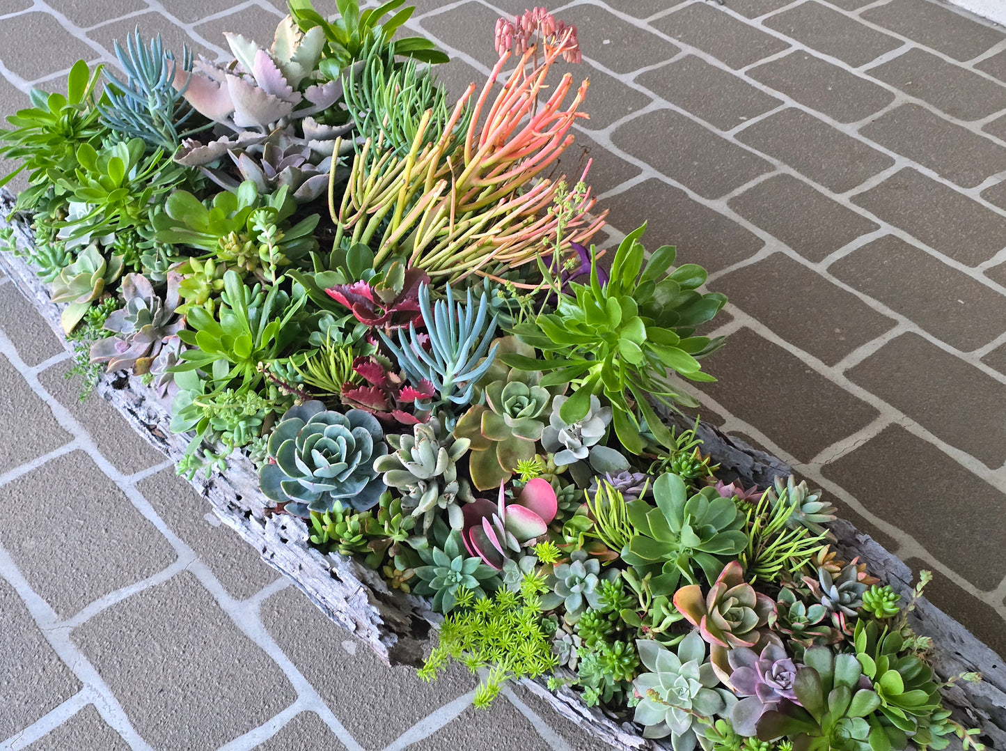 Win Me-Stunning Succulent Log Arrangement
