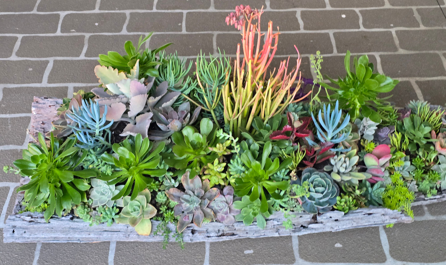 Win Me-Stunning Succulent Log Arrangement
