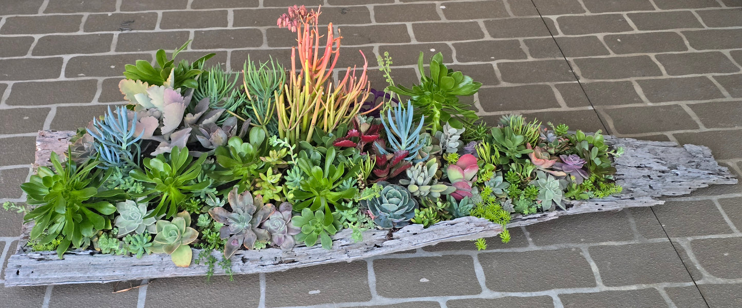 Win Me-Stunning Succulent Log Arrangement