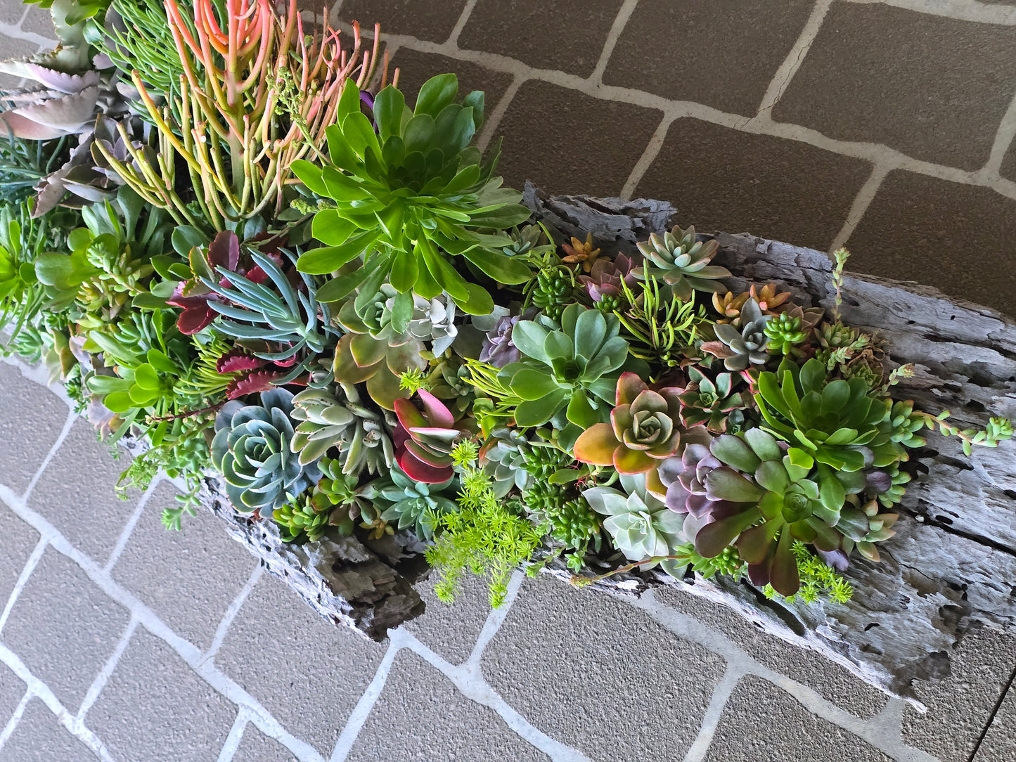 Win Me-Stunning Succulent Log Arrangement