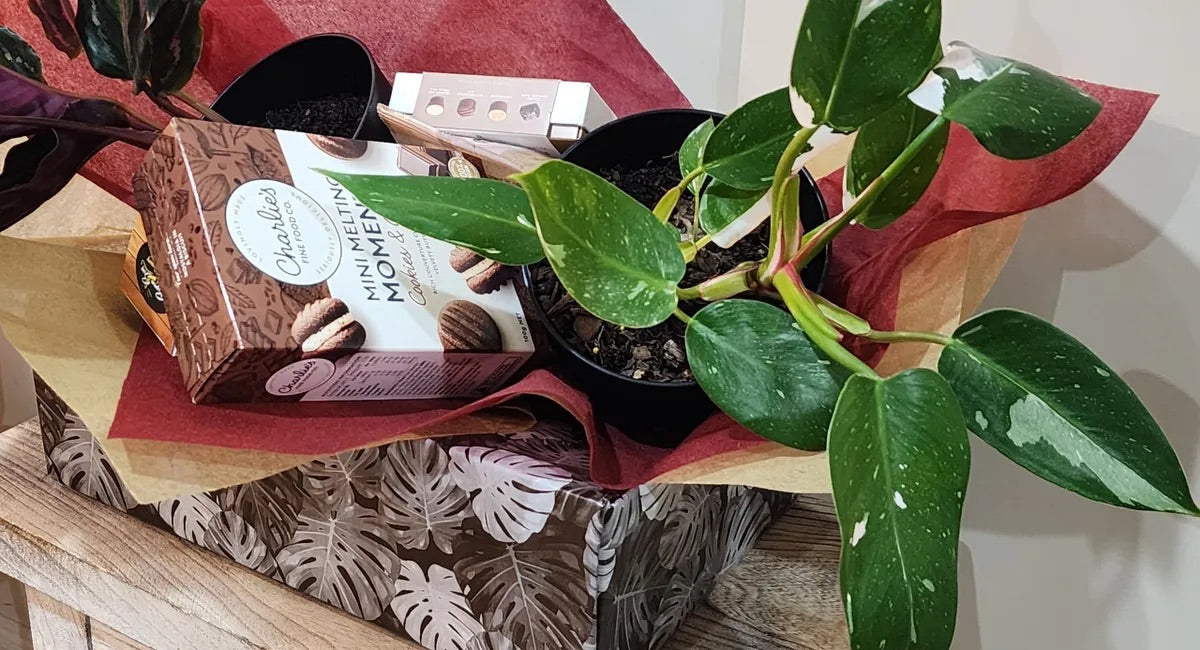 Plant and Sweet Box