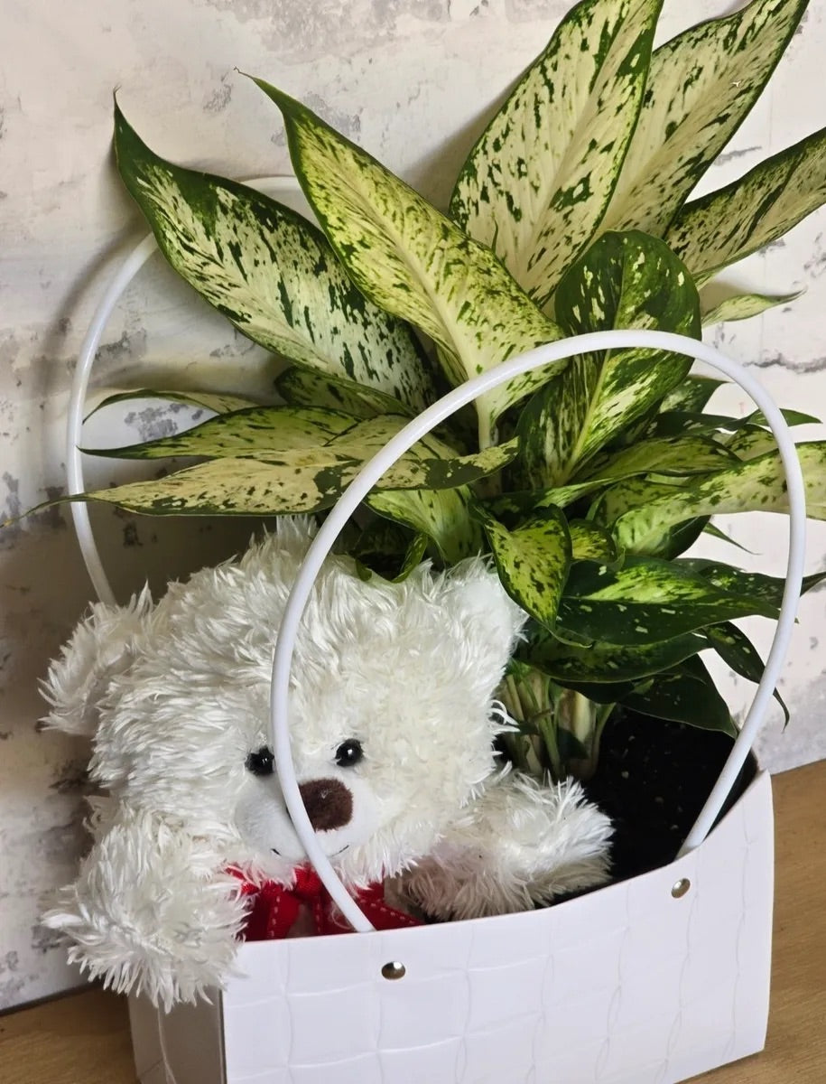Bear & Plant Hamper