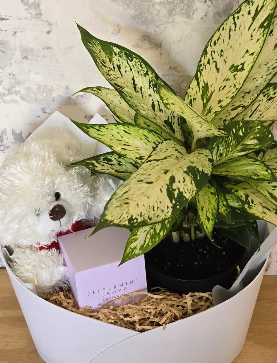 Bear and Plant Hamper
