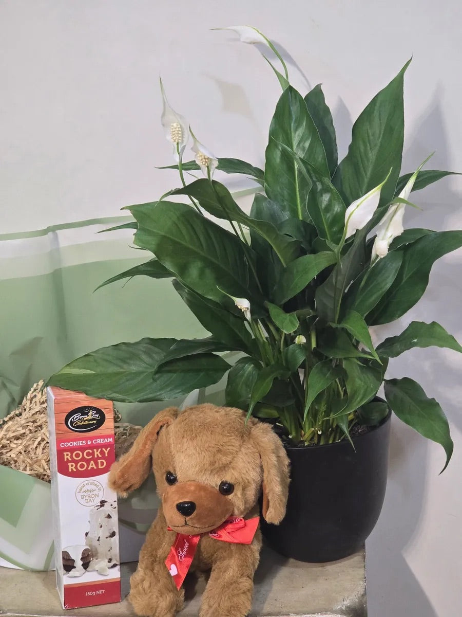 Paws, Plant & Chocolate Hamper