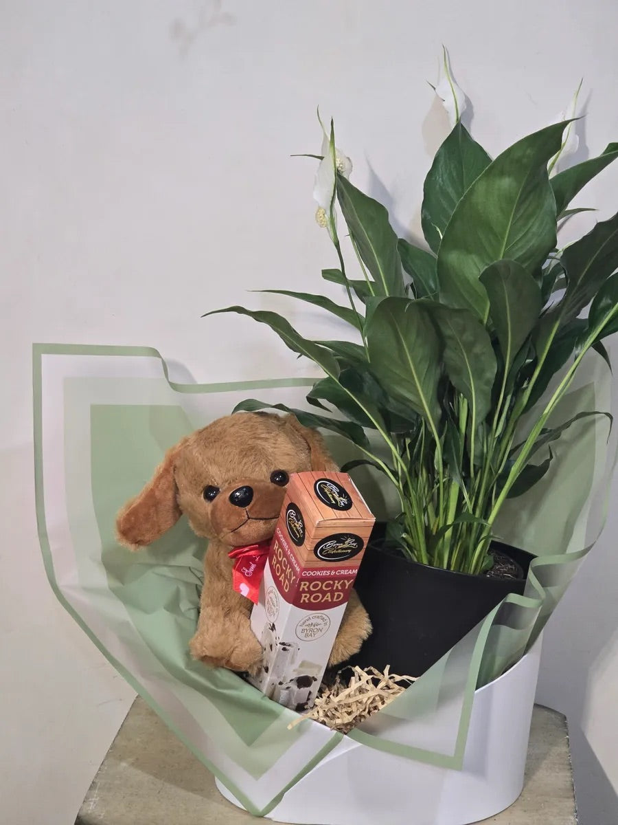 Paws, Plant & Chocolate Hamper