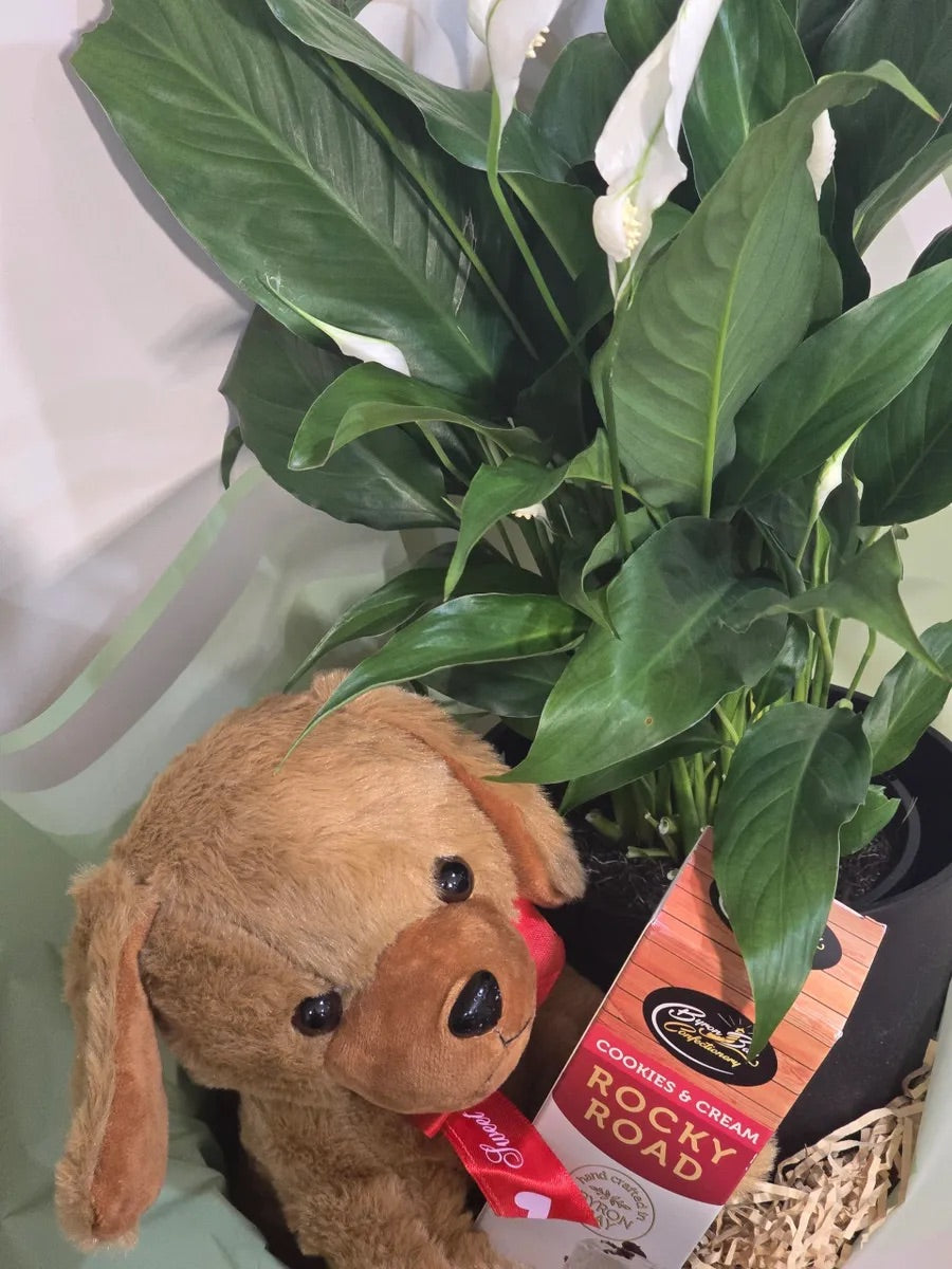 Paws, Plant & Chocolate Hamper