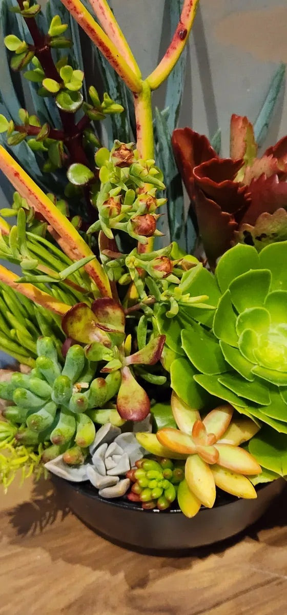 Plant Burst Specialty Pot