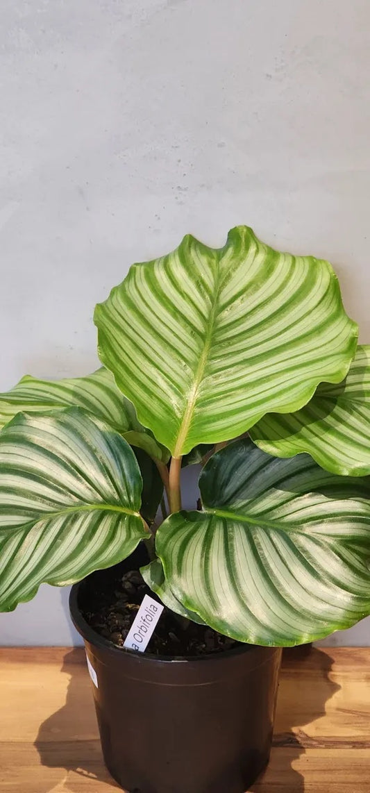 Calathea Orbifolia Houseplant