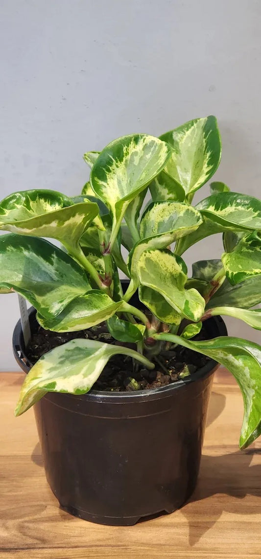 Peperomia Marble