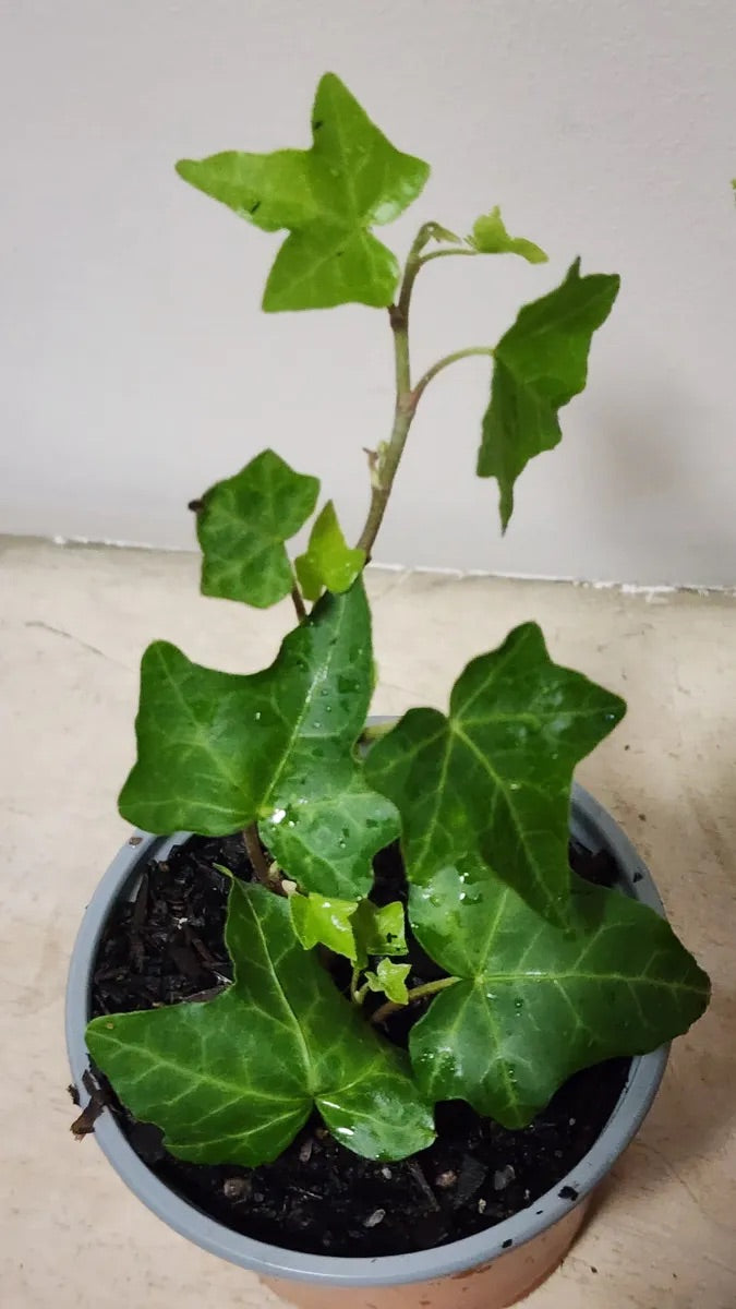 Ivy Plant