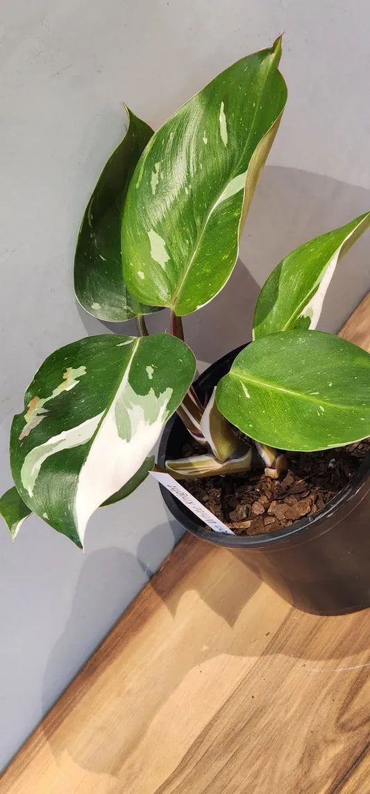 Philodendron White Princess Houseplant