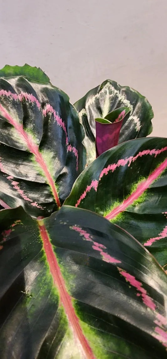 Calathea Illustris Houseplant