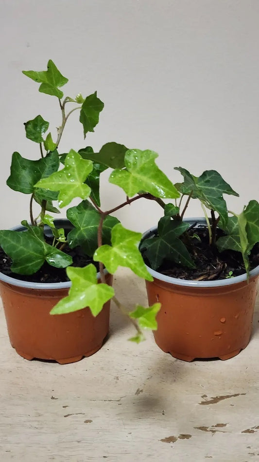 Ivy Plant